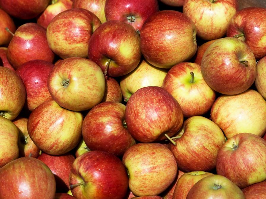 Æbler efter høsten. Foto: Colourbox.dk